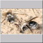 Andrena vaga - Weiden-Sandbiene 01.jpg